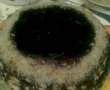 Tort de clatite-1