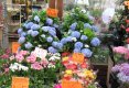 Simfonia  florilor-Piata plutitoare de flori Amsterdam-39
