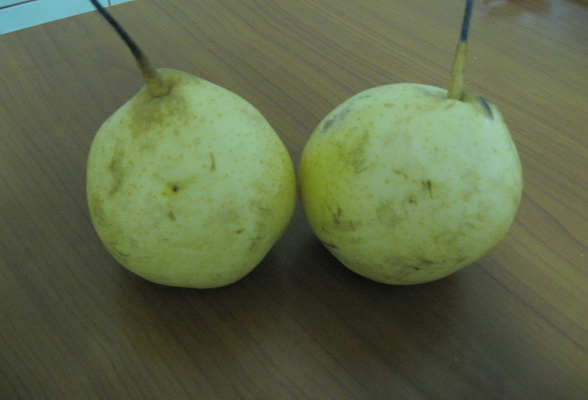 Pere cu crema de vanilie si ciocolata