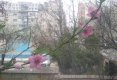 Iubesc florile!-7