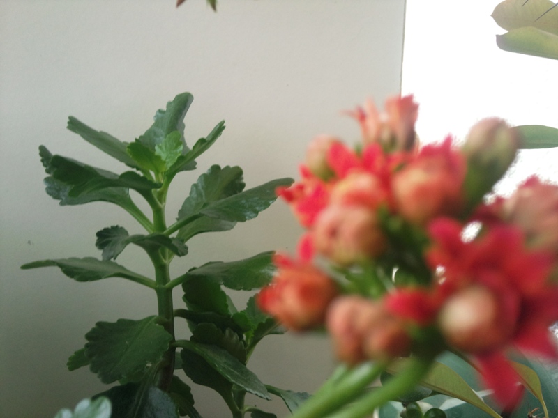 Iubesc florile!