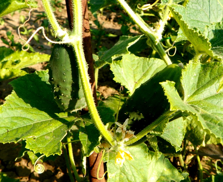 Castraveti in otet