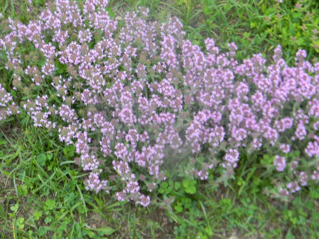 Branzica  in ulei de masline