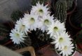 Superbii cactusi ai Inei!!!!-6