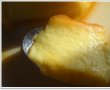 Crema de zahar ars-2