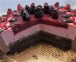 Desert tort Maria-36